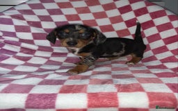 Miniature Dachshund dogs for sale: Miniature dachshunds  - Image 2