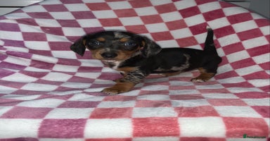 Miniature Dachshund dogs - Advert 1