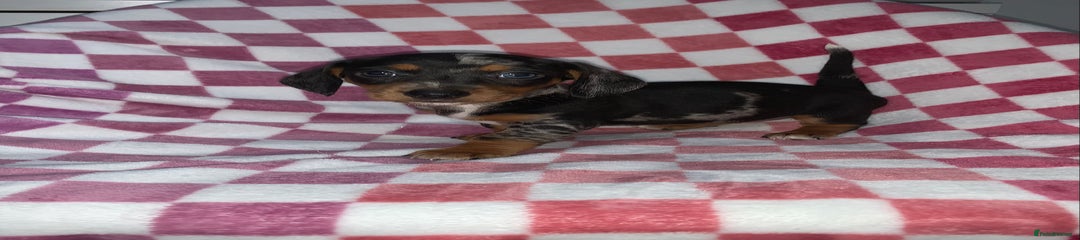 Miniature Dachshund Puppy 5
