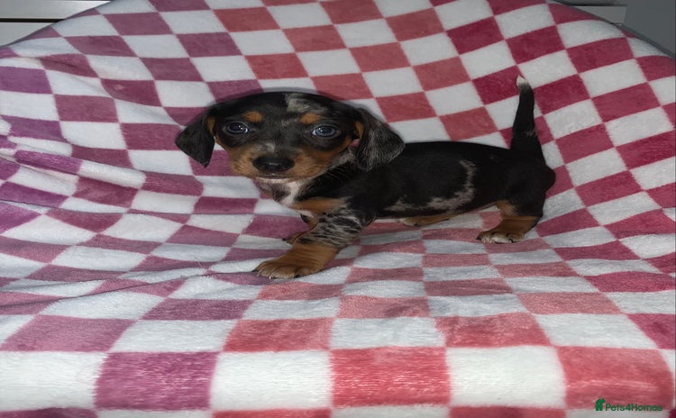 Miniature Dachshund dogs - Advert 1