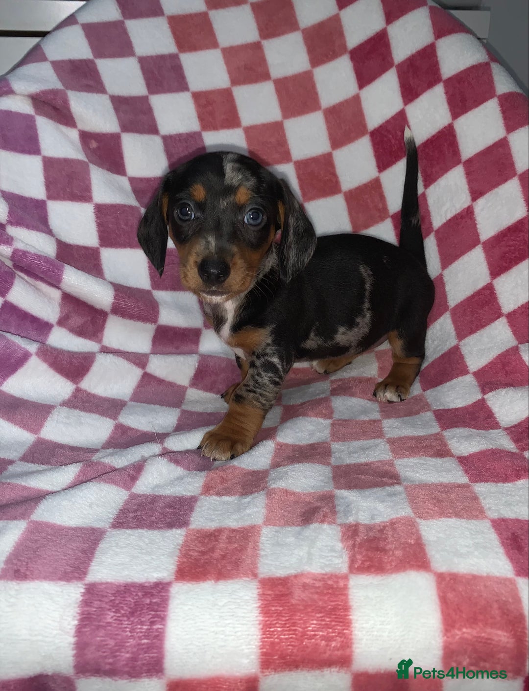 Miniature Dachshund dogs for sale: Miniature dachshunds  - Image 2