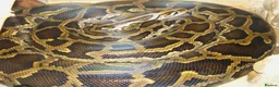 Python Snake reptiles for sale: Beautiful 8 year old Python  - Advert 2