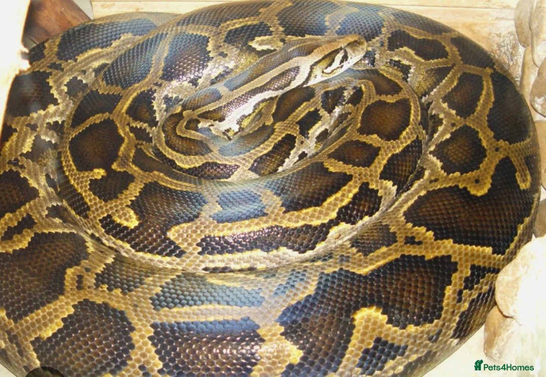 Python Snake reptiles for sale: Beautiful 8 year old Python  - Advert 2