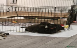 Labrador Retriever dogs for sale: 2 beautiful male black labradors for sale.  - Advert 10