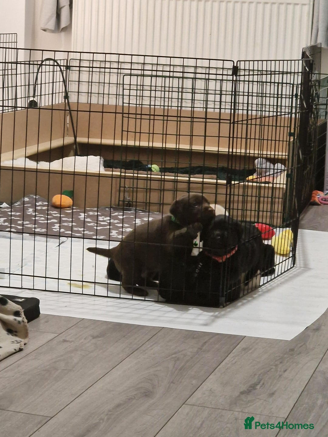 Labrador Retriever dogs for sale: 2 beautiful male black labradors for sale.  - Advert 10