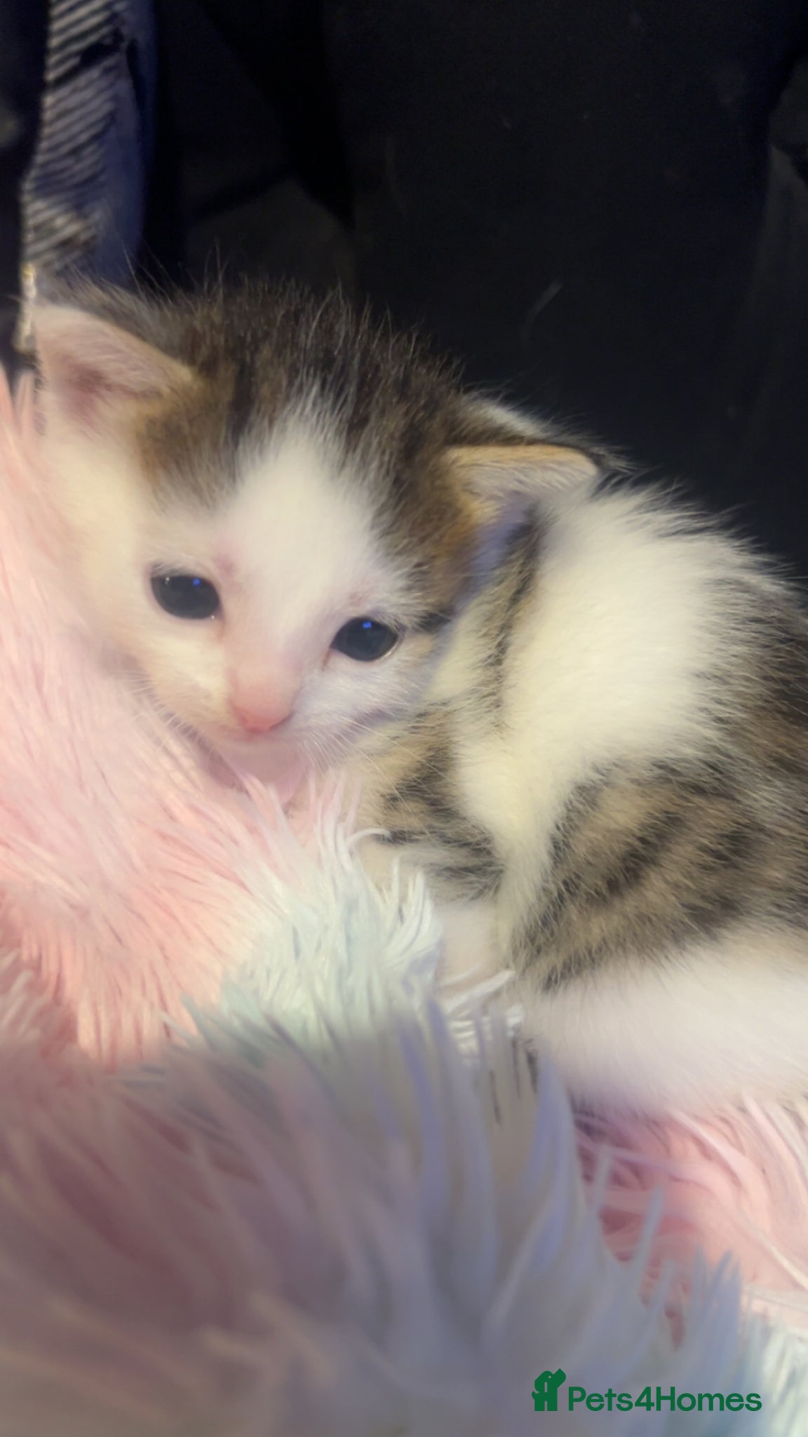 Mixed Breed cats Beautiful kittens  - Advert 3