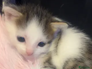 Mixed Breed cats Beautiful kittens - Advert 1