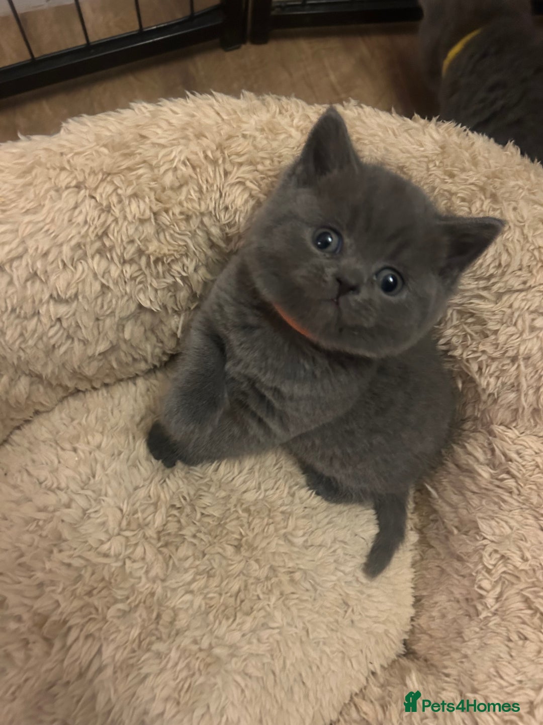 British Shorthair cats for sale:  British Shorthair Kittens – Ready Feb 2026 🐾 - Advert 2
