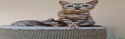 Bengal cats for sale: Retired breeding females - brown, silver & smoke - Advert 7