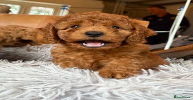 Cockapoo dogs - Advert 12