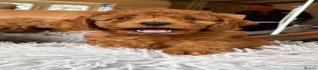 Cockapoo Puppy 5