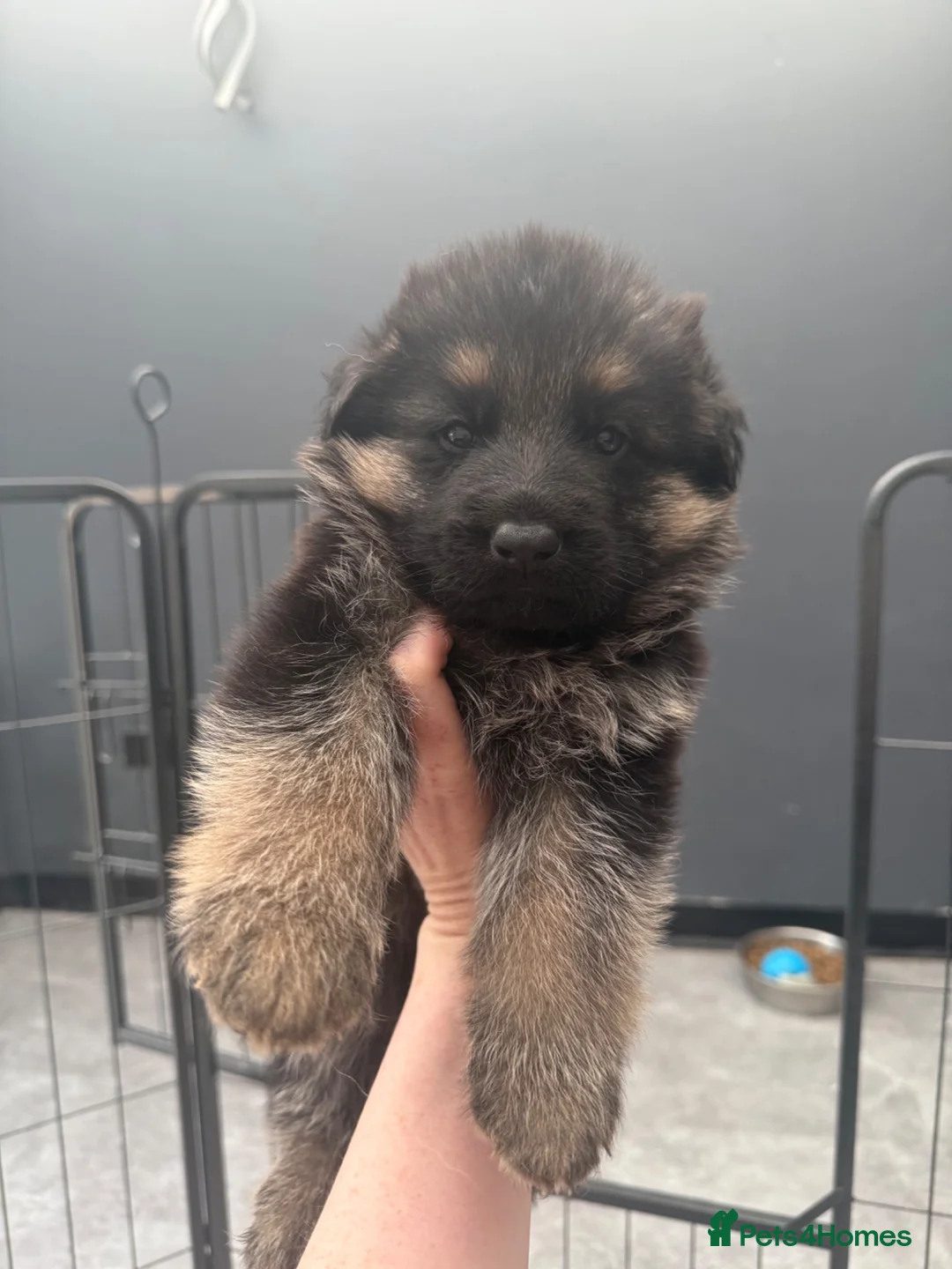 German Shepherd dogs for sale: Long haired German shepherd puppies  in Sunderland - Advert 2