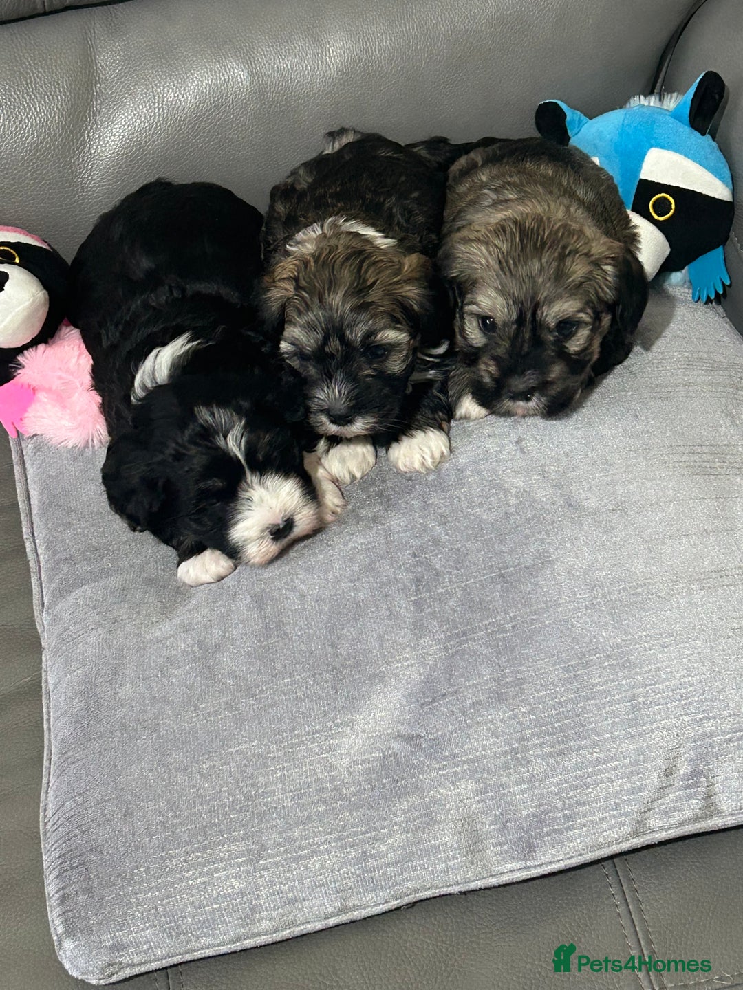 Havanese dogs for sale: KC Registered Havanese Puppies  - Advert 1
