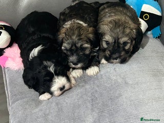 Havanese dogs KC Registered Havanese Puppies - Advert 14