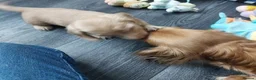 Miniature Dachshund dogs for sale: Gorgeous long-haired Miniature Dachshund Puppies - Advert 6