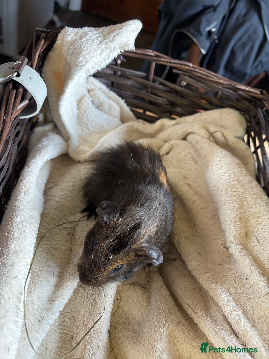 Guinea Pig rodents for sale: Beautiful baby guinea pigs for sale  - Image 16