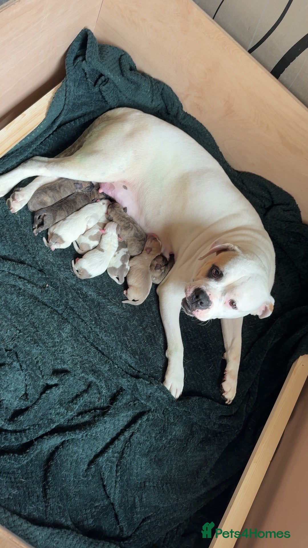 American Bulldog dogs 🐾 AMERICAN BULLDOG PUPPIES 🐾 - Advert 1