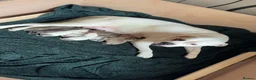 American Bulldog dogs for sale: 🐾 AMERICAN BULLDOG PUPPIES 🐾 in Stockport - Advert 1