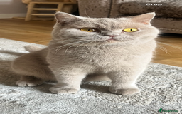 British Shorthair cats for sale: Full gccf British short hair kittens  - Image 11