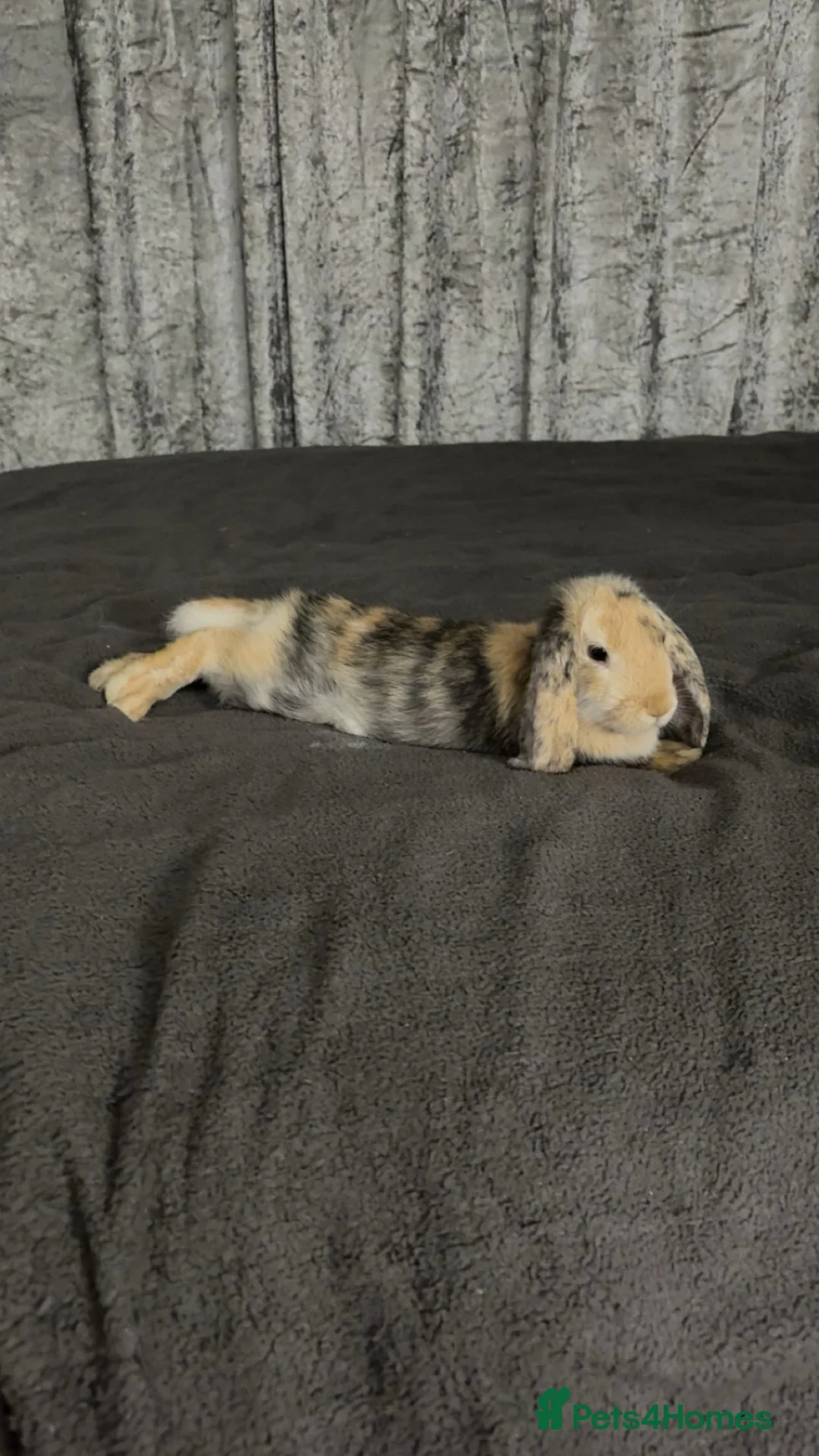 Mini Lop rabbits for sale: rabbit under 1 year old - Advert 2