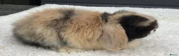 Mini Lop rabbits for sale: Mini lop doe - Advert 3