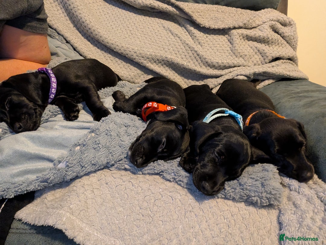 Mixed Breed dogs for sale: Doxie-Dales ready now - Image 30