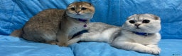 Scottish Fold cats for sale: Scottish Fold Kittens  - Advert 8