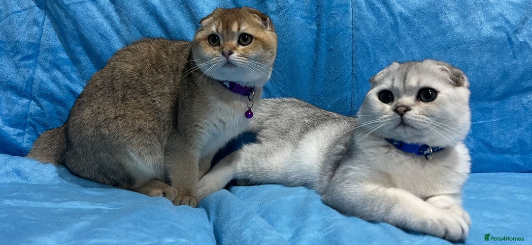 Scottish Fold cats for sale: Scottish Fold Kittens  - Advert 8