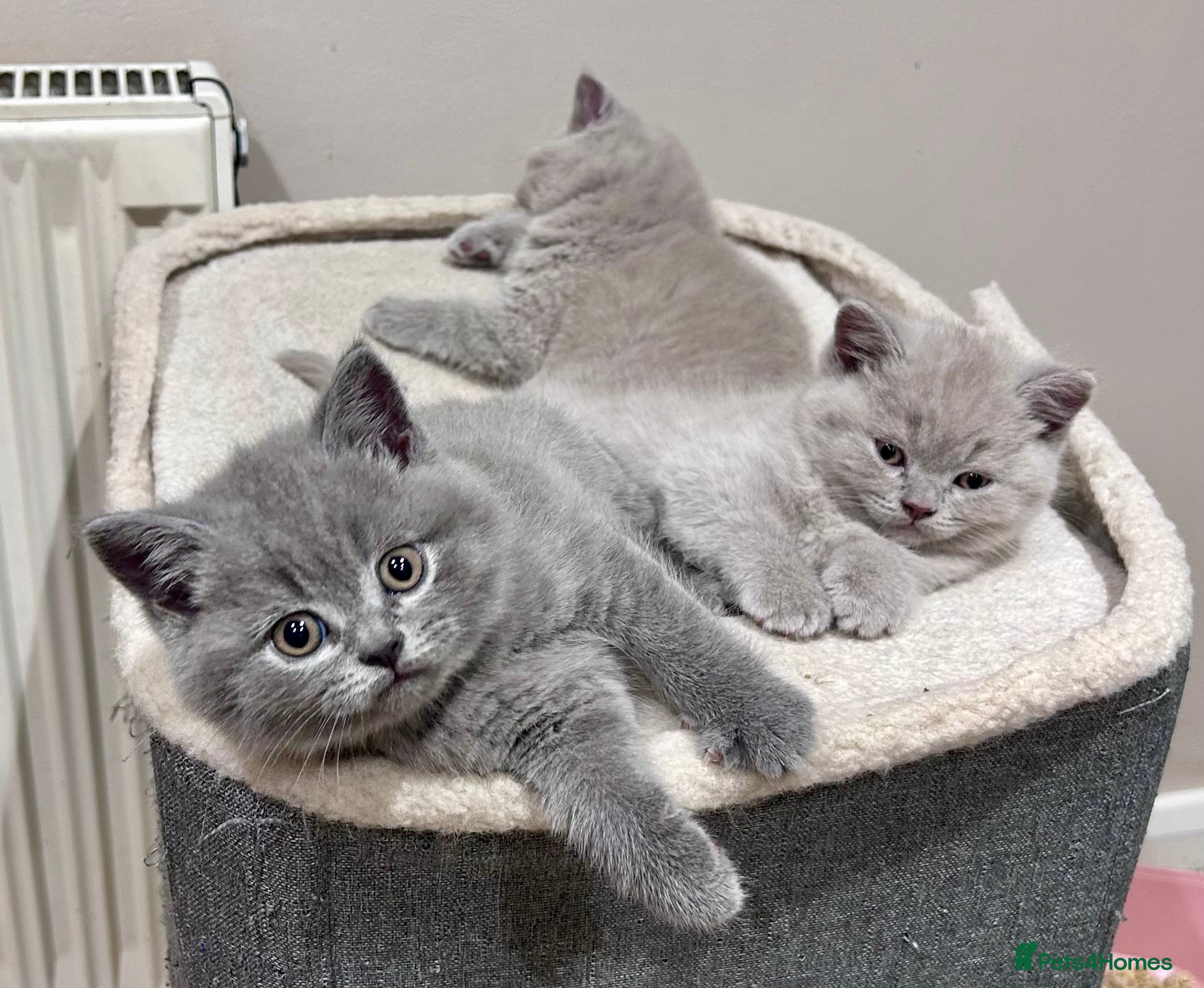 British Shorthair cats Tica Registered British Shorthair kittens - Advert 3