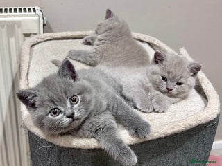 British Shorthair cats Tica Registered British Shorthair kittens - Advert 1
