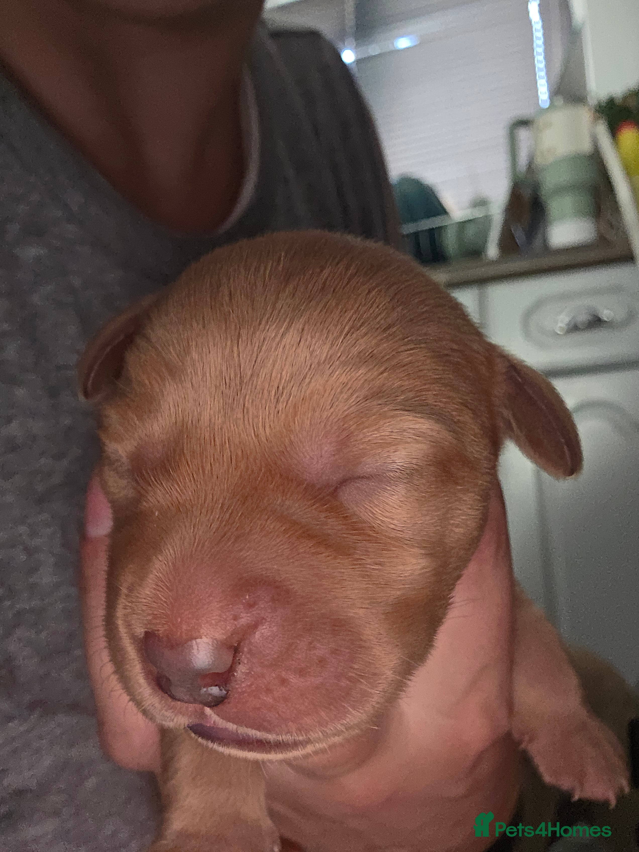 Labrador Retriever dogs for sale: 7 perfect plump little Red Labrador puppies - Advert 18