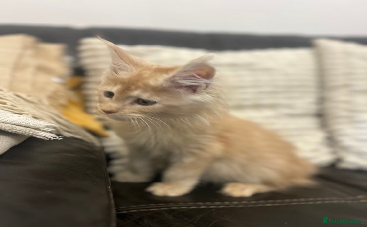 Maine Coon cats - Advert 4