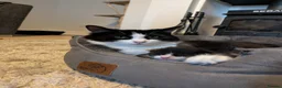 British Longhair cats for sale: Five Kittens Ready for Their Forever Homes! 🐾 in Huntingdon - Advert 10