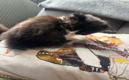 Mixed Breed cats for sale: Last two boys left! - Image 5