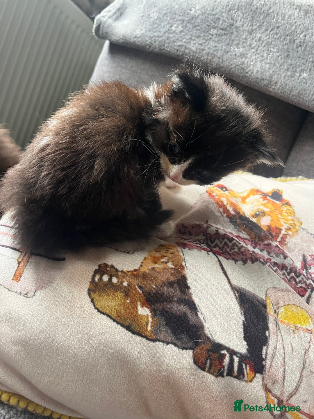 Mixed Breed cats for sale: Last two boys left! - Image 5