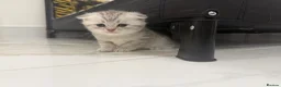 Scottish Fold cats for sale: Scottish Fold x Pedigree British Shorthair Kittens - Advert 4