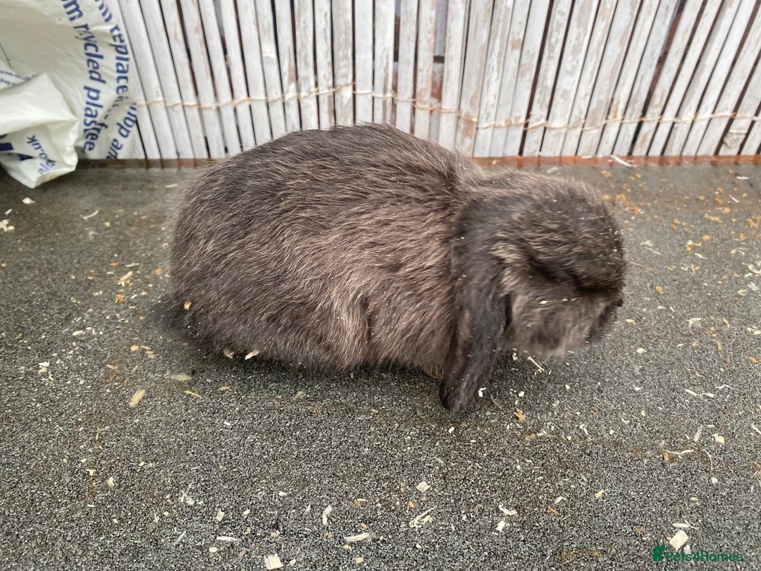 Mini Lop rabbits for sale: Mini lops - Advert 3