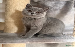 British Shorthair cats for sale: BSH READY TO GO! TICA REGISTERED 1 BOY LEFT in Gloucester - Image 1