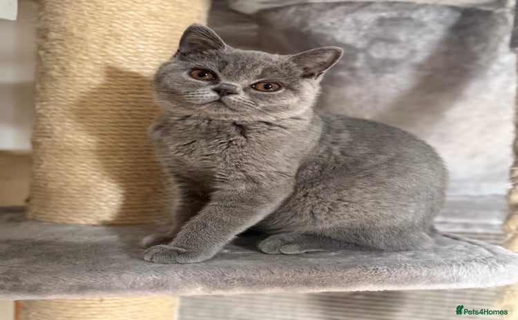 British Shorthair cats in Gloucester - Advert 6