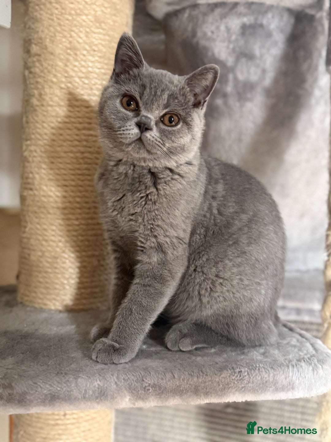 British Shorthair cats for sale: BSH READY TO GO! TICA REGISTERED 1 BOY LEFT in Gloucester - Image 1