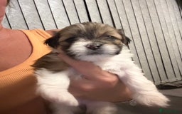 Lhasa Apso dogs for sale: 6 beautiful Lhasa apsos  - Image 29