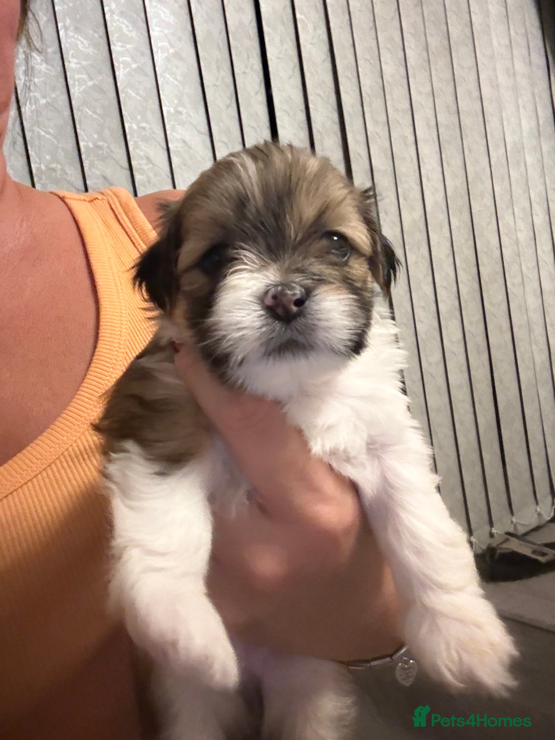 Lhasa Apso dogs for sale: 6 beautiful Lhasa apsos  - Image 29