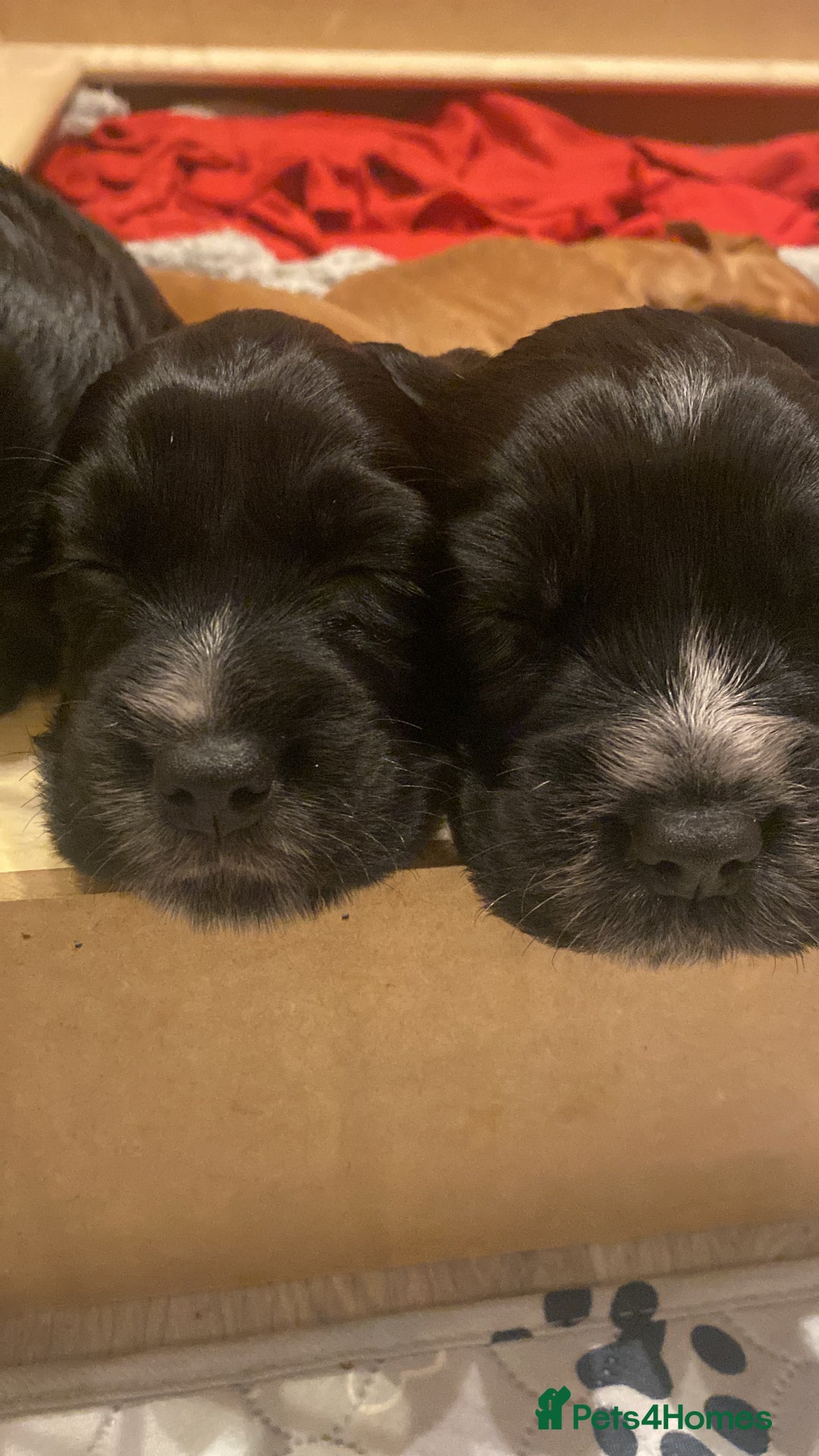 Cocker Spaniel dogs for sale: Cocker Spaniel Puppies - Advert 7