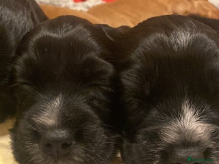 Cocker Spaniel dogs Working Cocker Spaniel Puppies - Advert 1