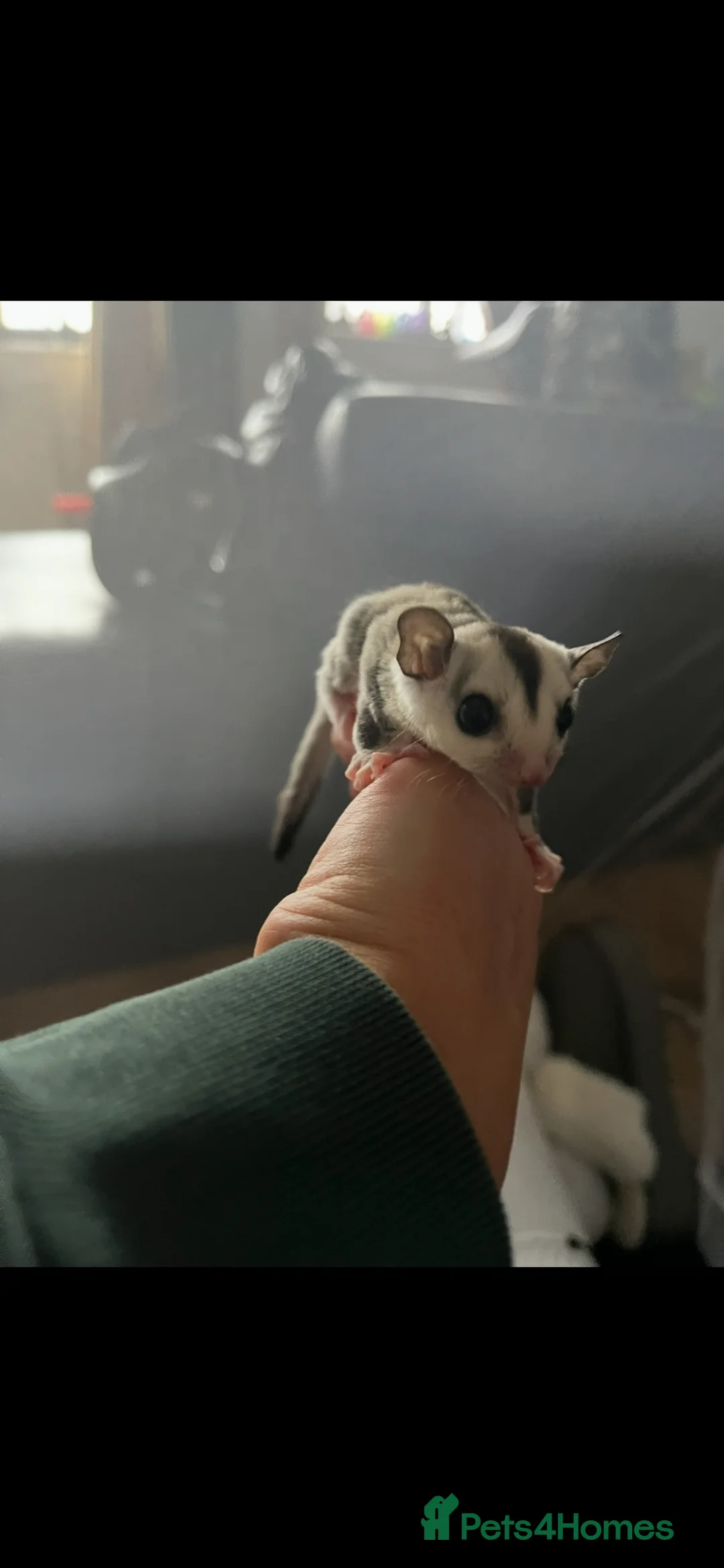 Sugar Glider rodents for sale: White Face 12 week old boys Ready to leave  - Advert 2