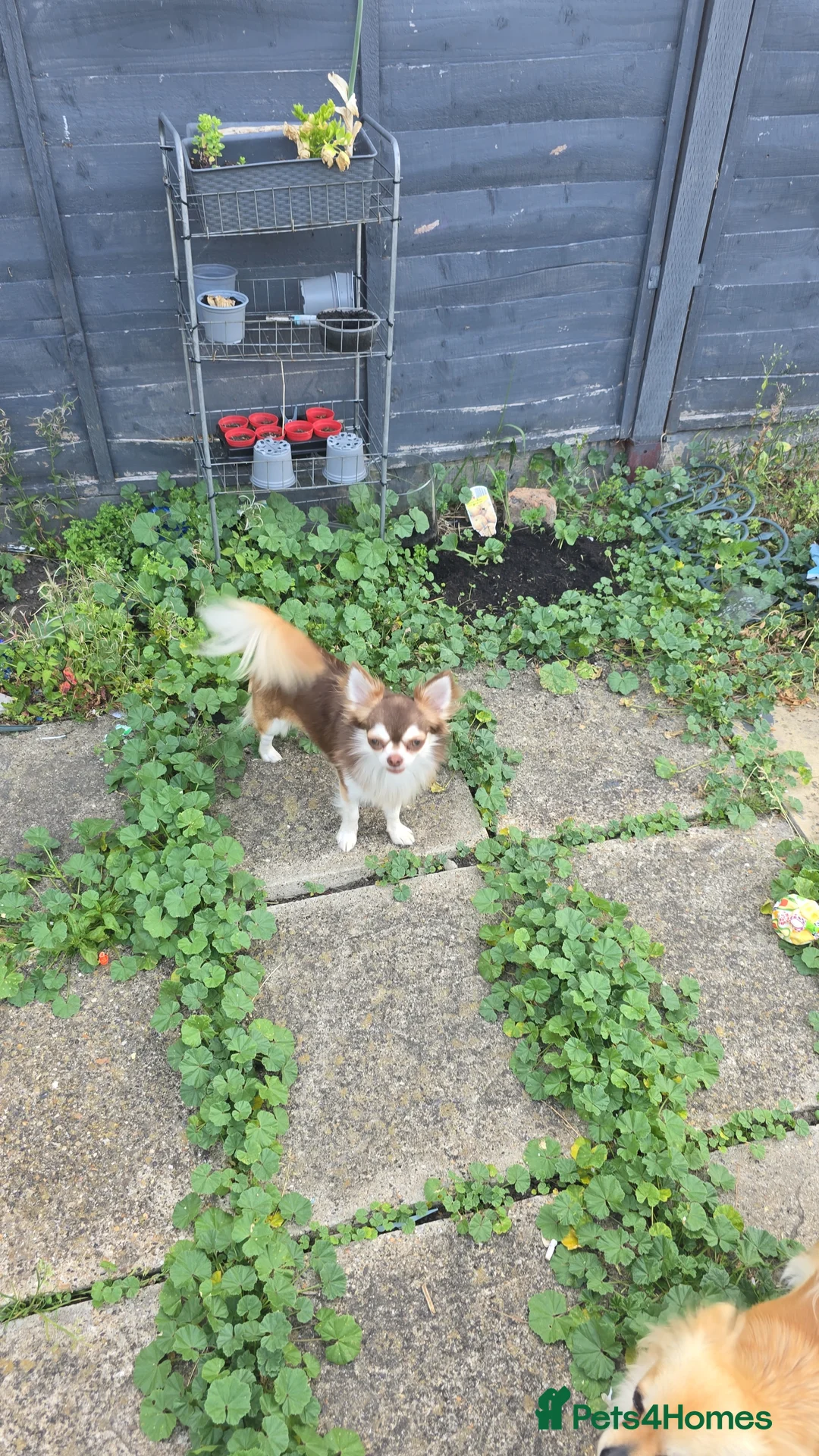 Chihuahua dogs for stud: Chihuahua for stud  - Advert 2