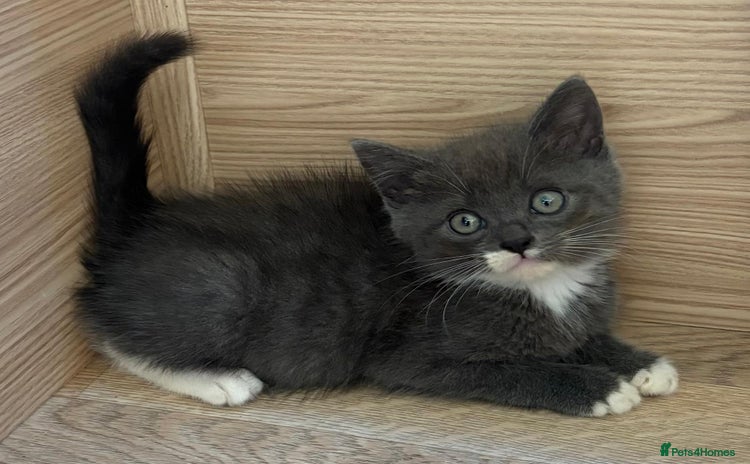 British Shorthair cats - Advert 2