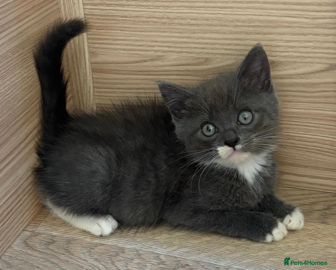 British Shorthair cats for sale: Gorgeous British Shorthair kittens! - Image 1