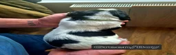 English Springer Spaniel dogs for sale: Working Springer Spaniel - Advert 7