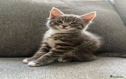 Maine Coon cats for sale: Adorable Half Maine Coon Kittens - Image 24